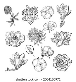 Hierbas y flores. Ilustración vectorial de una botánica. Flores negras y blancas