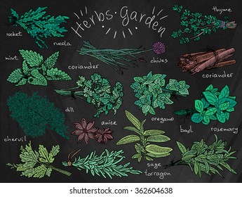 Herbs garden, rocket, mint, coriander, chervil, dill, anise, tarragon, sage, oregano, chives, thyme, basil, rosemary