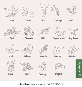 herbs hand drawn set vector