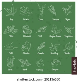 herbs hand drawn set vector