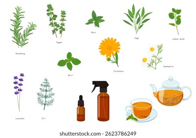 Ervas, chá de ervas e óleo de aroma ilustração conjunto