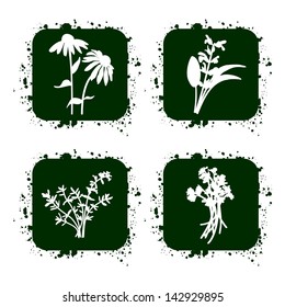 Herbs icons set, vector illustration