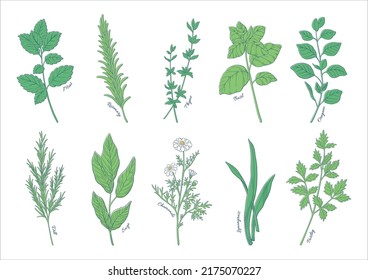 Herbs illustration, hand drawn illustrations, set of aromatic plants, cooking and aromatic materials.