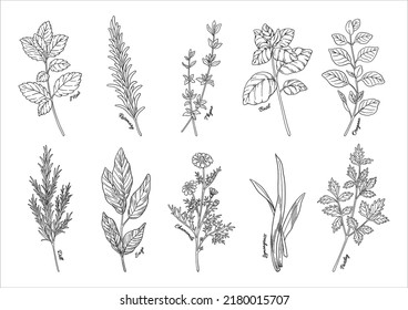 Herbs illustration, hand drawn illustration material, set of aromatic plants, cooking and aromatic materials. Line drawing.