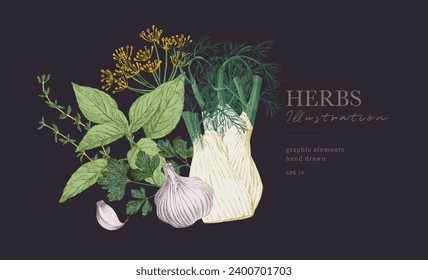 Kräuterillustrationen handgezeichnetes kulinarisches Poster. Ganzes Fenchelkraut mit Blume, Knoblauch und Basilikum. Lebensmittelbanner, grafische Elemente für die Gestaltung des Kochbuches, Restaurantmenüs und Rezeptblätter