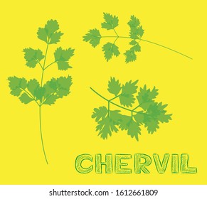 Herbs Indoor Microgreen Chervil Vector Illustration
