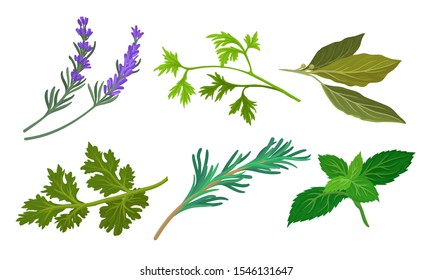 Herbs For Kitchen Vector Set. Cooking Ingredient Collection