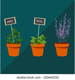 herbs and lavander
