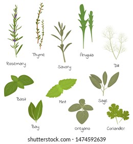 Herbs leaves cartoon vector set.