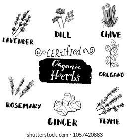 Herbs and medicinal plants collection. Vector hand drawn isolated objects on white
