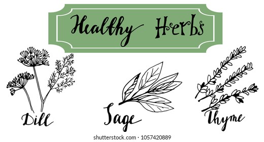 Herbs and medicinal plants collection. Vector hand drawn isolated objects on white