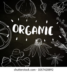 Herbs and medicinal plants collection. Vector hand drawn isolated objects on white