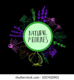 Herbs and medicinal plants collection. Vector hand drawn isolated objects on white