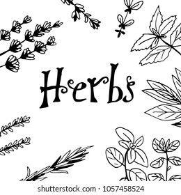 Herbs and medicinal plants collection. Vector hand drawn isolated objects on white