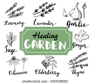 Herbs and medicinal plants collection. Vector hand drawn isolated objects on white