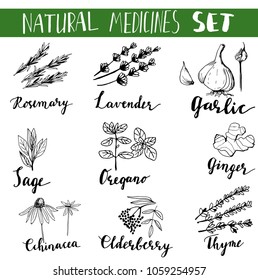 Herbs and medicinal plants collection. Vector hand drawn isolated objects on white