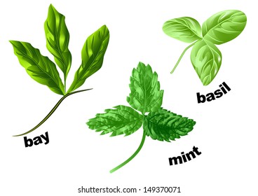 herbs mint, basil and bay 