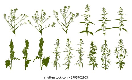 Herbs with nettles and coleseed - wild flowering grass - set of herbal silhouettes isolated on white for natural design