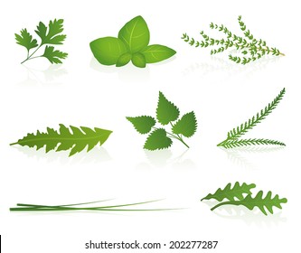 Herbs - parsley, basil, thyme, dandelion, stinging nettle, yarrow, chives and rocket. Isolated vector illustration on white background.