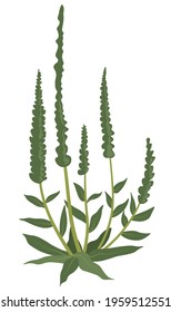 Herbs plant, isolated grass with small leaves and long flourishing spikes. Grassland or meadow, rural field or countryside. Summer or spring decoration, wildflower blooming. Vector in flat style