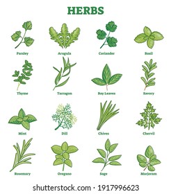 Herbs plant leaves set for culinary spices outline concept. Labeled collection with various natural herbal ingredients items for aromatic food cooking vector illustration. Organic botany seasoning.