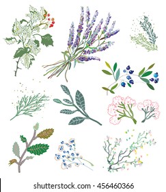Herbs and plants for herbal medicine. Vector graphic illustration.