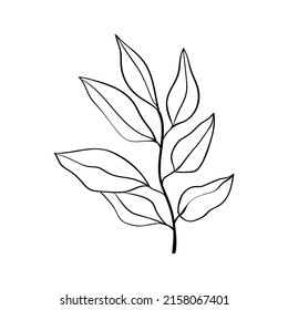 Herbs and plants. Linear drawing of a branch with leaves. Botanical pattern for cards and invitations