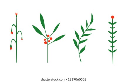 Herbs and plants set, culinary aroma herbs vector Illustration on a white background