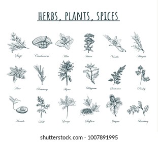 Herbs, plants and spices vector illustration. Herbs, plants, spices set. Organic healing herbs botanical spices,  plants sketches.