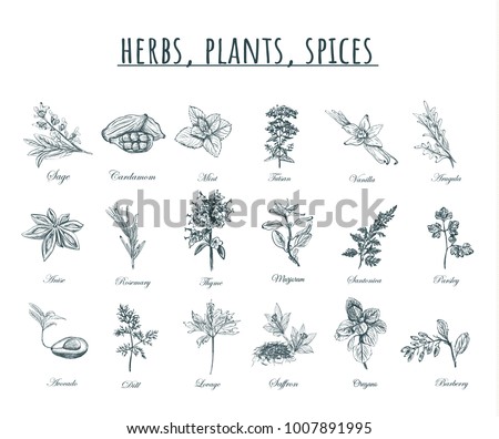 Herbs, plants and spices vector illustration. Herbs, plants, spices set. Organic healing herbs botanical spices,  plants sketches.