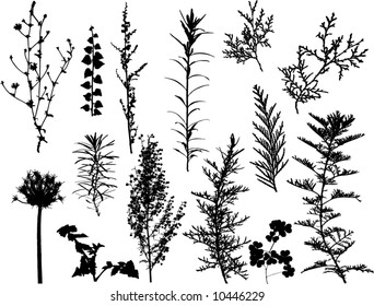 herbs and plants vector