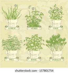 herbs in pot, garlic, parsley, dill, sage and basil, herbal vintage background