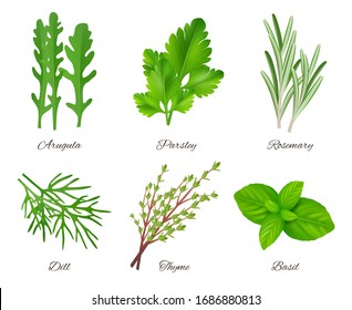 Herbs realistic. Green food species aromatic product ingredients parsley rosemary sage onion vector collection