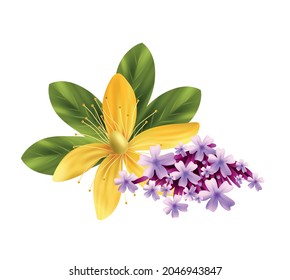 Herbs realistic icon with thyme and tutsan flowers vector illustration