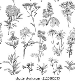 Herbs seamless pattern. Sketchy herbs vector illustration.