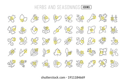 Herbs and Seasonings. Collection of perfectly thin icons for web design, app, and the most modern projects. The kit of signs for category Food and Drink.