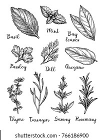 Herbs set. Collection of ink sketches isolated on white background. Hand drawn vector illustration. Retro style.