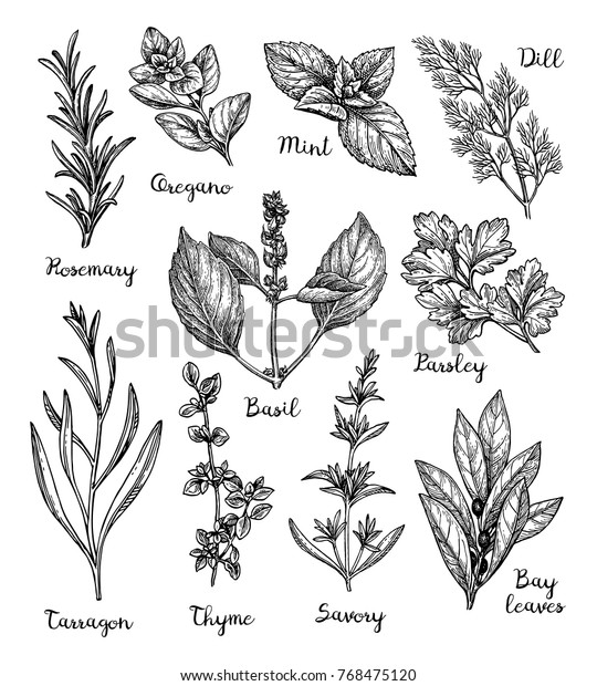 Herbs set.\
Collection of ink sketches isolated on white background. Hand drawn\
vector illustration. Retro\
style.
