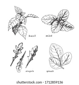 Kräuter-Set. Sammlung einzeln auf weißem Hintergrund. Vektorillustration Skizzen handgezeichnet, Illustration Hintergrund.  Line Art Stil.