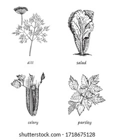 Herbs set. Collection isolated on white background. Vector sketches hand drawn illustration background. Flyer, booklet advertising and design. Line art style.