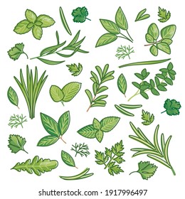 Herbs set as fresh herbal food seasoning items collection outline concept. Botany cooking spices from summer garden as organic floral objects vector illustration. Wild or fresh seasonal eatable leaves