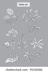 herbs set hand drawn illustrations