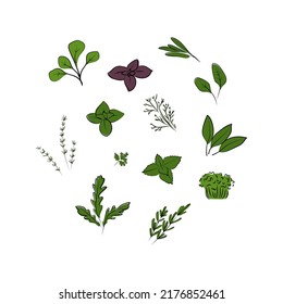 Kräuter-Set. Handgezeichnete Vektorgrafik. Vegetarisches Konzept.
