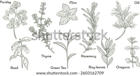 Herbs set. Ink sketch isolated on white background. Hand drawn vector illustration. Retro style.