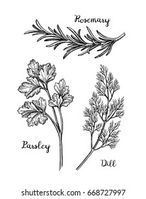 Herbs set.  Isolated on white background. Hand drawn vector illustration. Retro style.