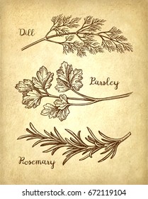 Herbs set. Old paper background. Hand drawn vector illustration. Retro style.