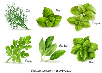 Herbs set on a white background, isolated objects, popular culinary plants, natural health care, mint and rosemary, basil, thyme, parsley, dill, bay leaf, oregano and sage. Vector