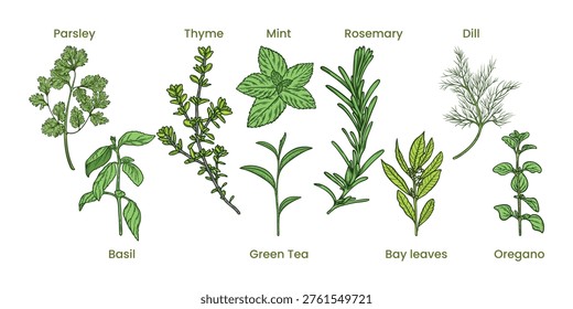 Herbs set, spice collection of laurel, green tea, oregano, thyme, rosemary, parsley, basil, mint, dill, bay leaf, colourful, hand-drawn illustration, line art contour, isolated