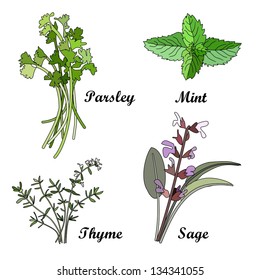 Herbs set, vector illustration