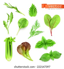 Herbs set, vector illustration